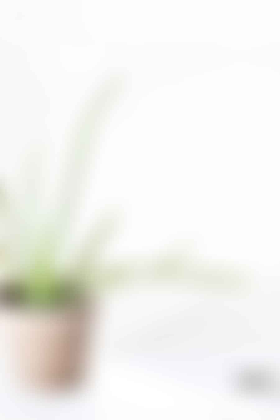 Aloe vera plant